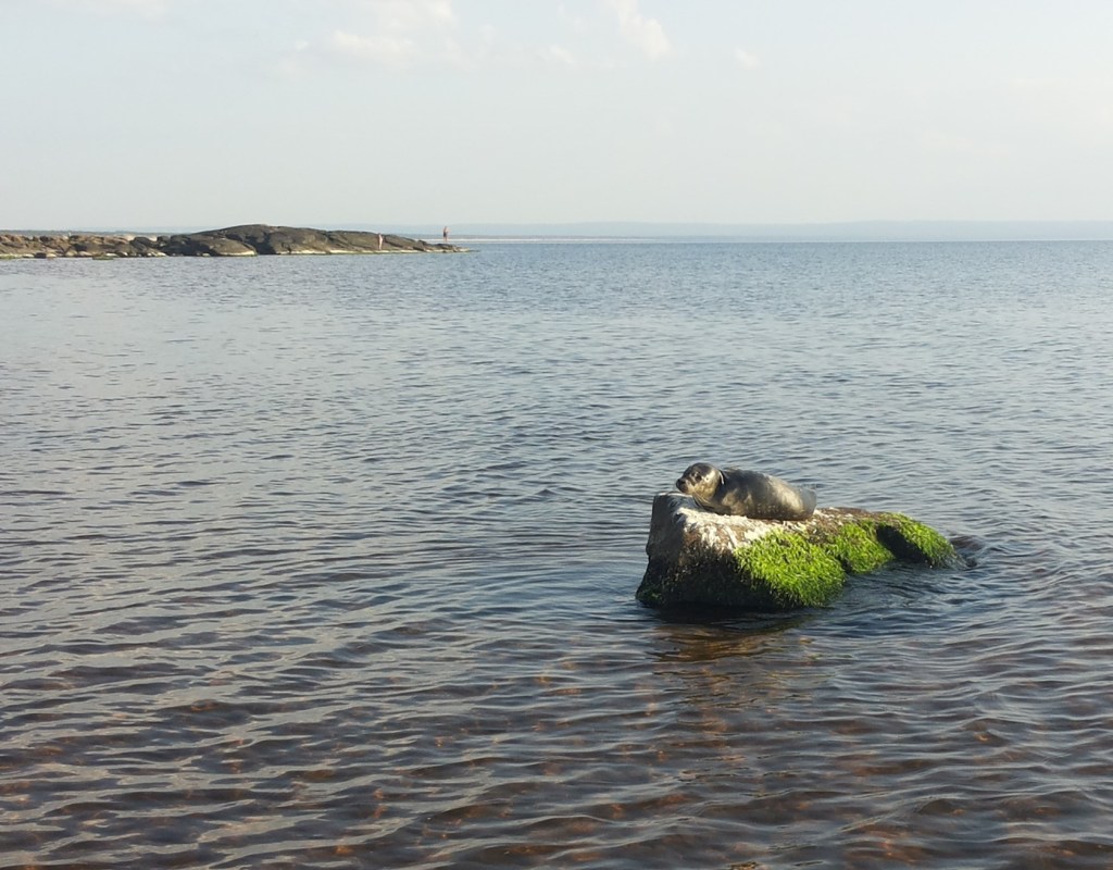 20150821_182313 (2)